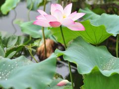 -荷塘月色湿地公园·向阳花洲