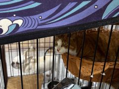 -四月宠物医院·猫专科·心脏专科·内科(转塘店)