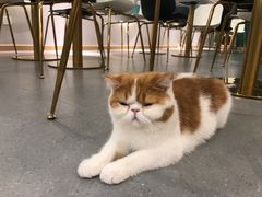 -飞行喵MR PILOT|猫舍·猫咖(静安大融城店)