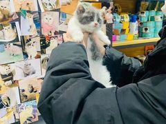 -欣宠猫屋·矮脚拿破仑·蓝金金渐层