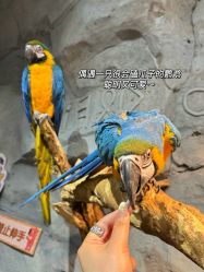 -Zoolung Zoolung动物主题公园(海信广场店)