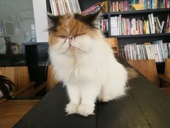 -吉丁鸟咖·异宠·寄养