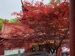 -皇藏峪国家森林公园