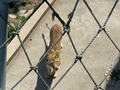 -西霞口神雕山野生动物世界