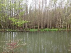 -桤木河湿地公园