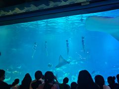 -烟台海昌鲸鲨海洋公园