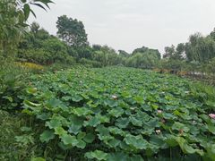 -圩墩遗址公园