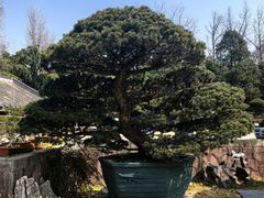-水绘园