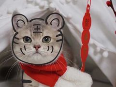 -lincat·猫舍(广州店)