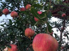 -西安华清御汤酒店