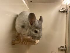 -龙猫仔乐园(惠福东路店)