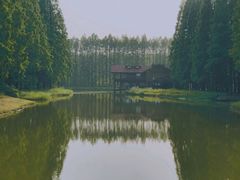 -黄海国家森林公园