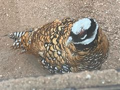 -石家庄市动物园