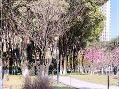 -重庆市江北嘴中央商务区中央公园