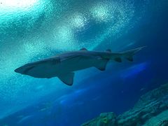 -珠海长隆海洋王国