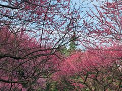 -重庆彩云湖湿地公园