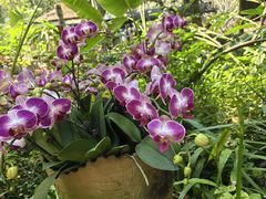-中国科学院西双版纳热带植物园