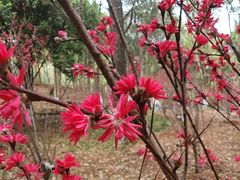 -杭州半山国家森林公园