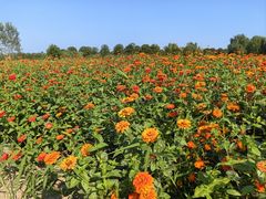 -洪湖湿地生态园