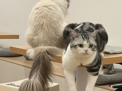 -有喵·猫咖·狗咖·30几只猫10只小狗(岗厦店)