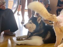 -Husky Go! 哈士奇体验馆·宠物咖啡厅狗咖