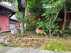 -长春观