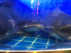 -蛙一刀·麻椒鱼火锅(金仙桥店)