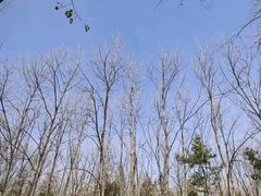 -合肥滨湖国家森林公园