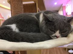 -滚猫咖啡·猫咖·猫友好撸猫(未来城店)
