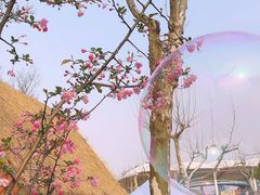 -顾村公园
