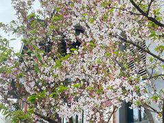 -武汉大学-樱园