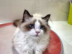 -青奢宠物·青奢猫舍