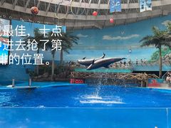 -海合安成都极地海洋公园