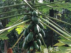 -广西壮族自治区药用植物园