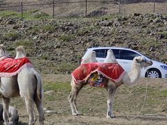 -呼市烧麦羊杂(幸福路店)