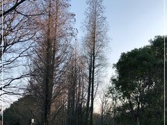 -上海滨江森林公园