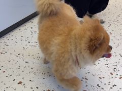 -瑞派康怡24h宠物医院·犬猫医疗中心·微创绝育(瑞景分院)