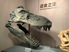 -自贡恐龙博物馆