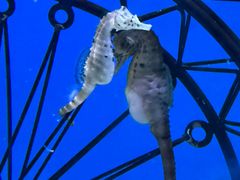-海合安武汉极地海洋公园