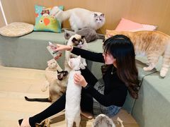 -CAT’S MEWSTAR CAFE·喵星球猫屋(晴湾咖啡店)