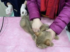 -北京观赏动物医院·24小时大型综合·猫专科·异宠专科