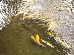 -北京龙庆四季香农家饭庄·灶台鱼·碳烤虹鳟鱼(龙庆峡店)