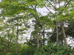 -玉树公园