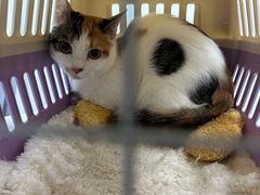 -贝康宠物医院·犬猫全科·小动物特色诊疗中心(东环路店)