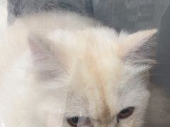 -瑞鹏宠物医院·夜间急症·心超·猫科(祖庙分店)