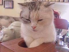 -猫色咖啡·猫咖