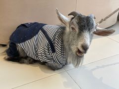 -怪兽屋·羊驼·猫咖·狗咖(俊华广场店)