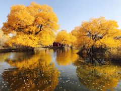 -金塔沙漠胡杨林景区