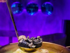 -Darling Queen·Mini·Live·House