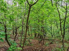 -帽儿山国家森林公园